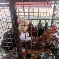 مرغ سیاه بومی تخم کن