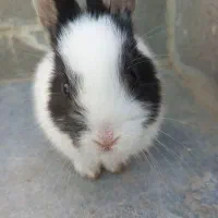 خرگوش سرحال و باهوش