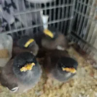 جوجه مینا افقان شاه تخم رسید