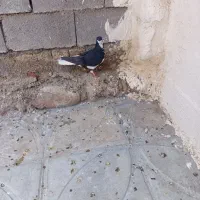 کبوتر|پرنده|فسا, |دیوار