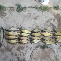 ماهی کپور و آمور