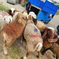 گوسفند زنده باباسکول دیجیتال
