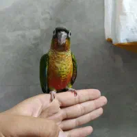 جوجه گرینچیک