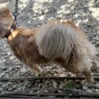سگ پامر