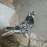 تهرانی سرور دم سفید سیاه