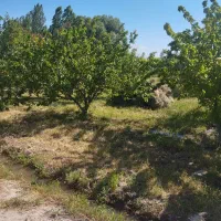 باغ میوه فنس شده با اتاق و سرویس