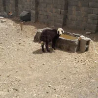 بره نر عروس