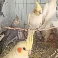 عروس هلندی