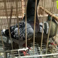یک جفت سبز درشت میزون قلدور ذات با کوتوله
