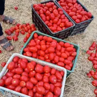 گوجه فرنگی تازه چین گرگان