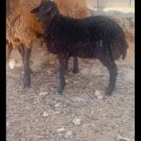 بره وکهره فروشی  موقعیت سعادت شهر فارس