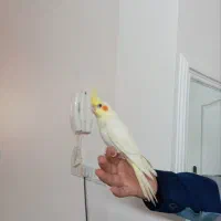 عروس هلندی جوجه