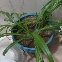 قیمت ها بارگذاری شده