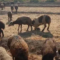 قوچ جوان پلنگی نژاد دوقلو