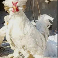 پرنده زینتی