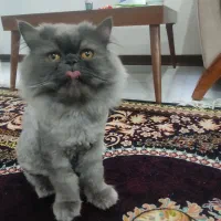 واگذاری گربه اصیل نژاد دار