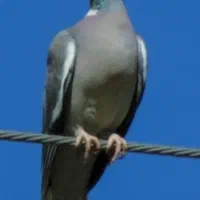 خریدار یک جفت جوجه یا بالغ