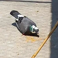 فروش جوجه هیچ پری سو،زات ،استسنائی