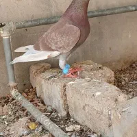 کبوتر
