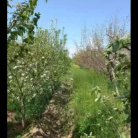 فروش قطعه باغ باانوع درختان دارای برق