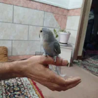 طوطی برزیلی اسلام آباد شرقی