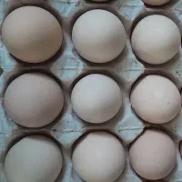 تخم مرغ محلی تازه