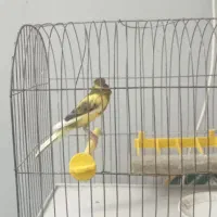 قناری|پرنده|اصفهان, شاهزاده ابراهیم|دیوار