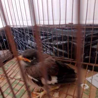 جوجه مینا