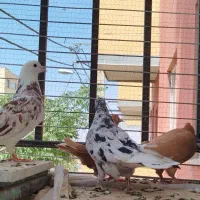 کفتر ۳ جفت  خوش خال و نقش