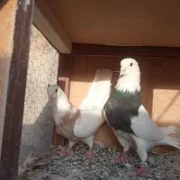 جفت کفتر