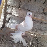 پرپا هفت رنگ