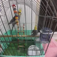 دو جفت عروس هلندی نر