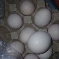 فروش تخم لاری اصل