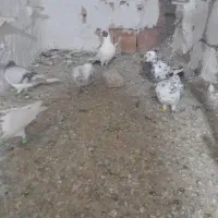 کود کبوتر