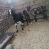 ۲تا بز ابست جملزا