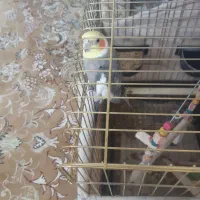 عروس باقفس