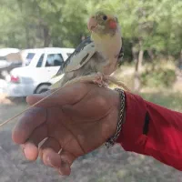 عروس هلندی جفت