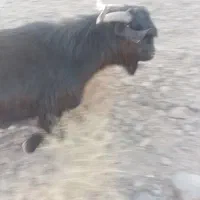 حیوان  مزرعه