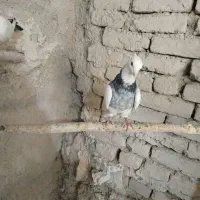 کفتر|پرنده|همدان, |دیوار