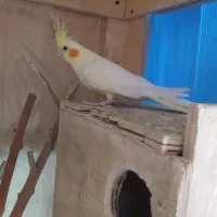 عروس هلندی ماده