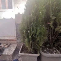 درخت سرو درختچه تزئینی کامیس