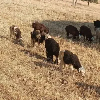 بره سبک