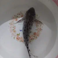 کتفیش و کت والنتینا بزرگ