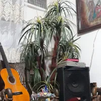 درختچه نخل مصنوعی بزرگ مناسب دفتر شرکت مطب منزل