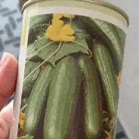 یک قوطی پلمپ ۱۰۰ گرمی بذر خیار
