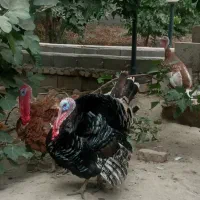 بوقلمون سنگین وزن یکساله