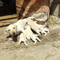 توله پاکوتاه