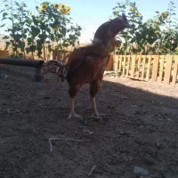 خروس لاری