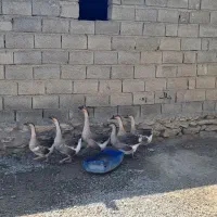 فروش غو غار