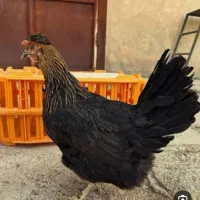 مرغ محلی تخم گذار